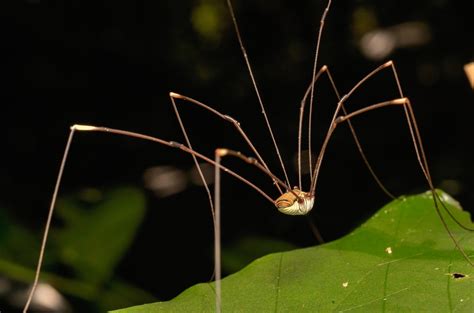 schneiderspinne|Weberknecht / Schneider: Ein besonderes Spinnentier